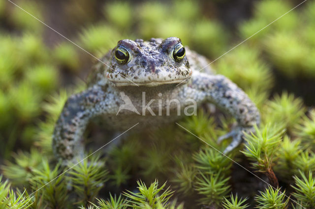 Rugstreeppad (Bufo calamita