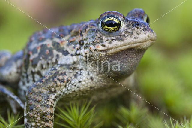 Rugstreeppad (Bufo calamita