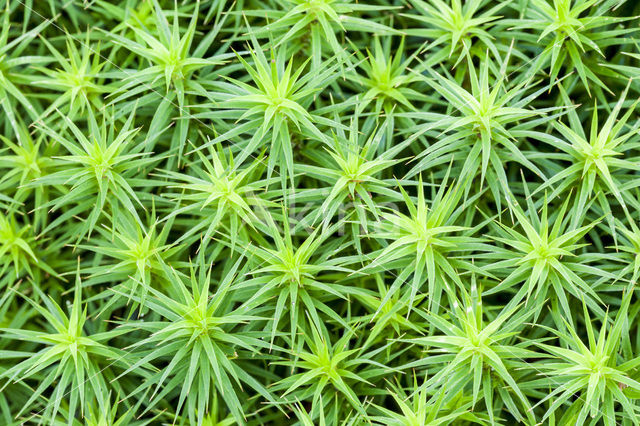 Ruig haarmos (Polytrichum piliferum)