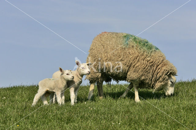 Sheep (Ovis domesticus)
