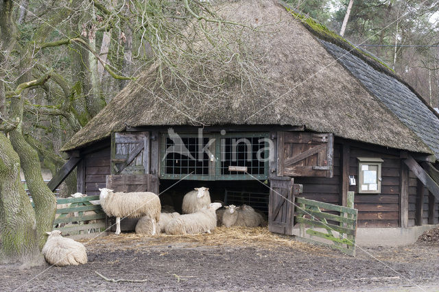 Schaap (Ovis domesticus)