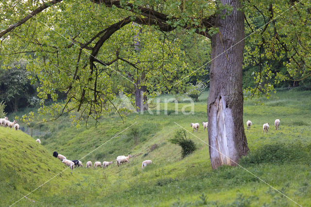 Sheep (Ovis domesticus)