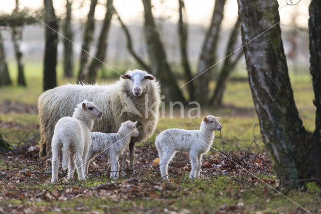 Schaap (Ovis domesticus)