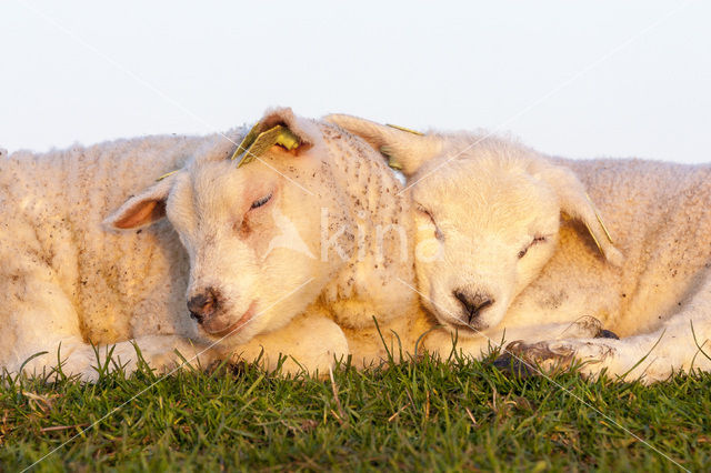 Sheep (Ovis domesticus)