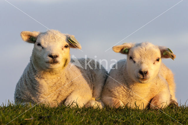 Schaap (Ovis domesticus)