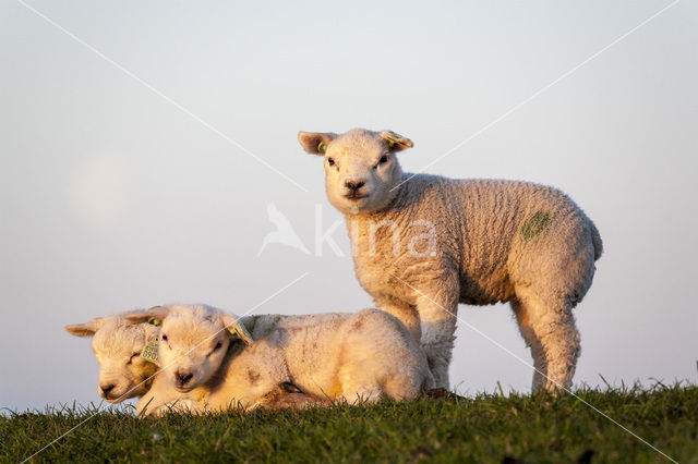 Sheep (Ovis domesticus)