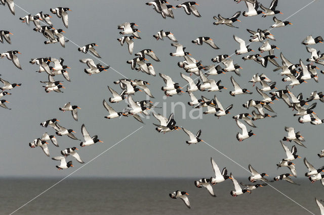 Oystercatcher (Haematopus ostralegus)