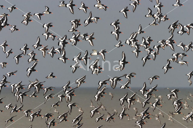 Oystercatcher (Haematopus ostralegus)