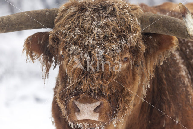 Highland Cow (Bos domesticus)