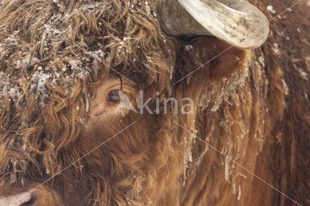 Highland Cow (Bos domesticus)