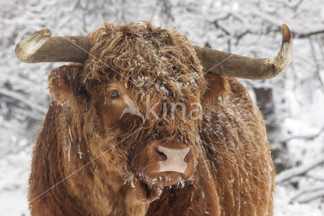 Highland Cow (Bos domesticus)
