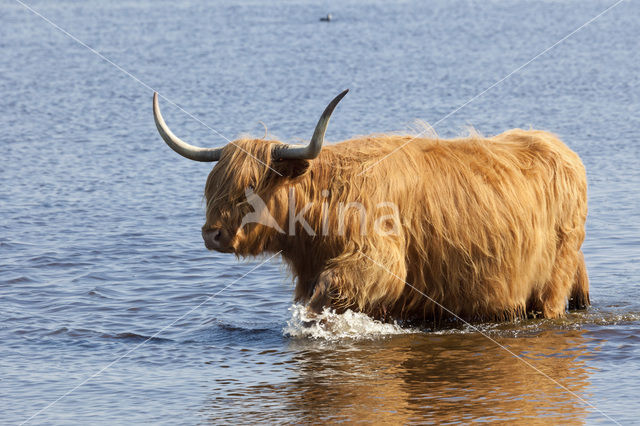 Highland Cow (Bos domesticus)