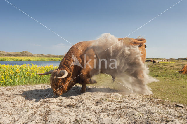 Highland Cow (Bos domesticus)