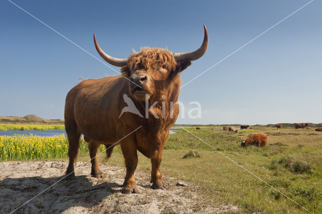 Highland Cow (Bos domesticus)