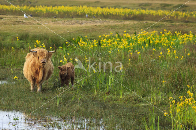 Highland Cow (Bos domesticus)