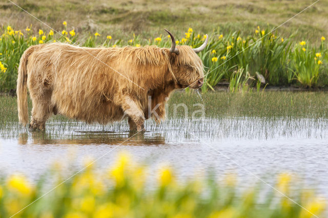 Schotse Hooglander