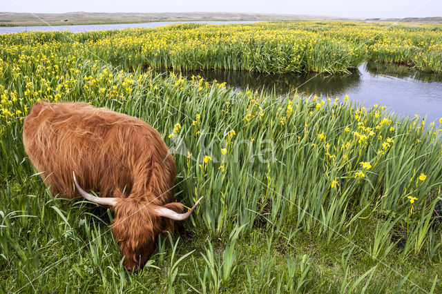 Highland Cow (Bos domesticus)