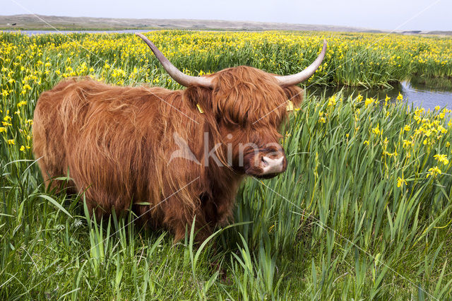 Highland Cow (Bos domesticus)