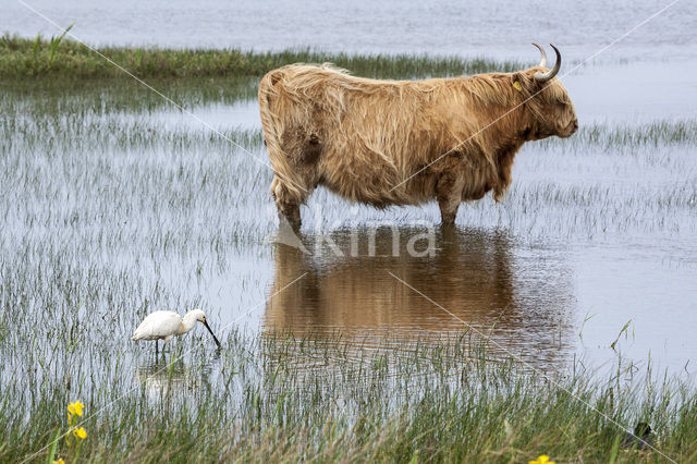 Schotse Hooglander