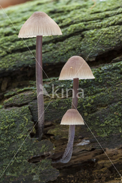 Red Edge Brittlestem (Psathyrella corrugis)