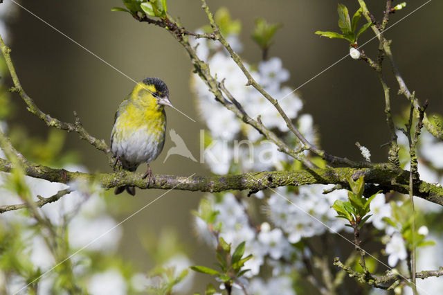 Eurasian Siskin (Carduelis spinus)