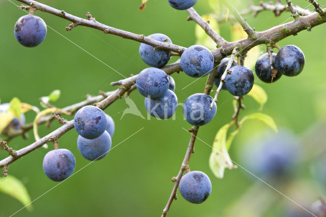 Sleedoorn (Prunus spinosa)