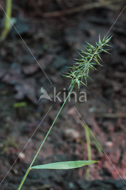 Annual Vernal-grass (Anthoxanthum aristatum)