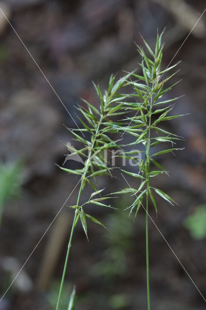 Annual Vernal-grass (Anthoxanthum aristatum)