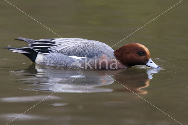 Wigeon (Anas penelope)