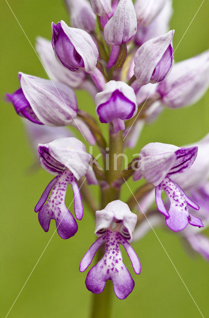 Military Orchid (Orchis militaris)