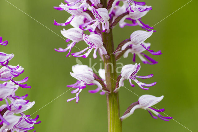 Soldaatje (Orchis militaris)