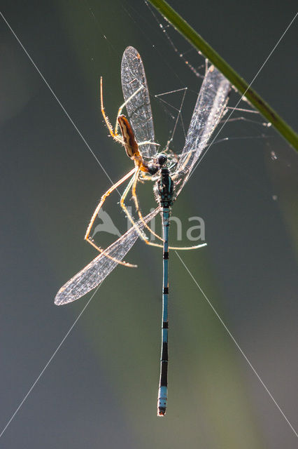 Spider