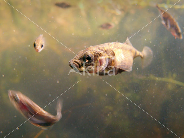 Stickleback (Gasterosteus aculeatus)