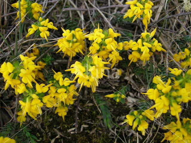 Stekelbrem (Genista anglica)