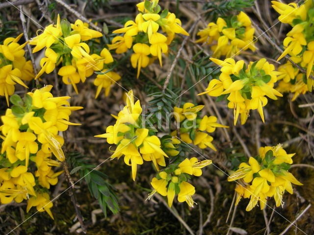 Stekelbrem (Genista anglica)