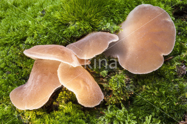 Jelly Tooth (Pseudohydnum gelatinosum)