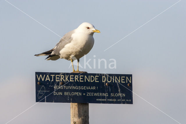 Stormmeeuw (Larus canus)