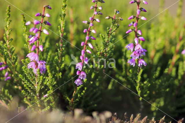 Heather