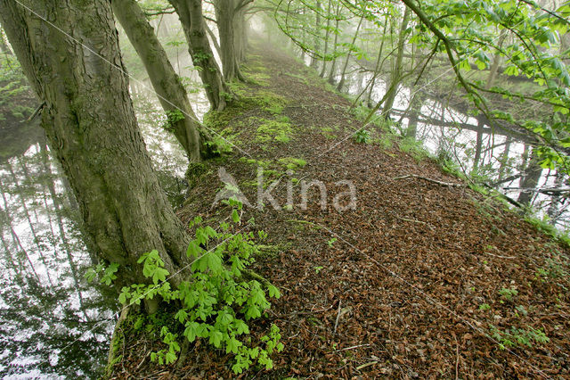 Tamme kastanje (Castanea sativa)