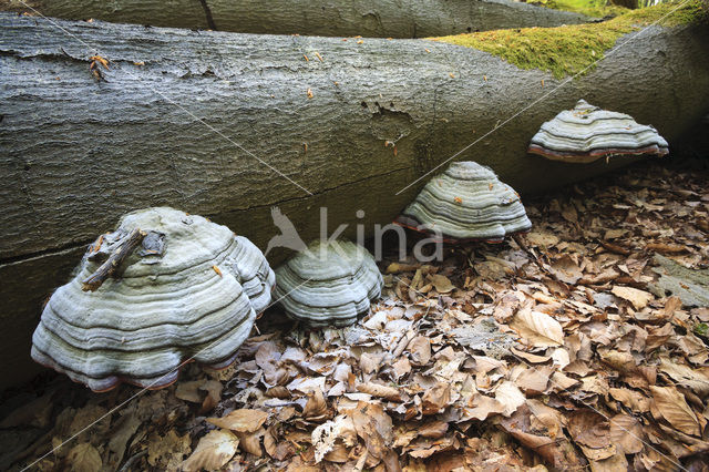 Tonderzwam (Ganoderma spec.)