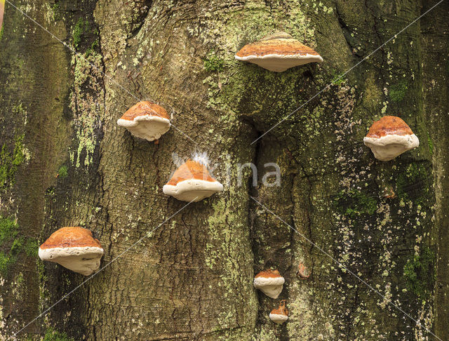 touchwood (Ganoderma spec.)