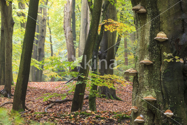 Tonderzwam (Ganoderma spec.)