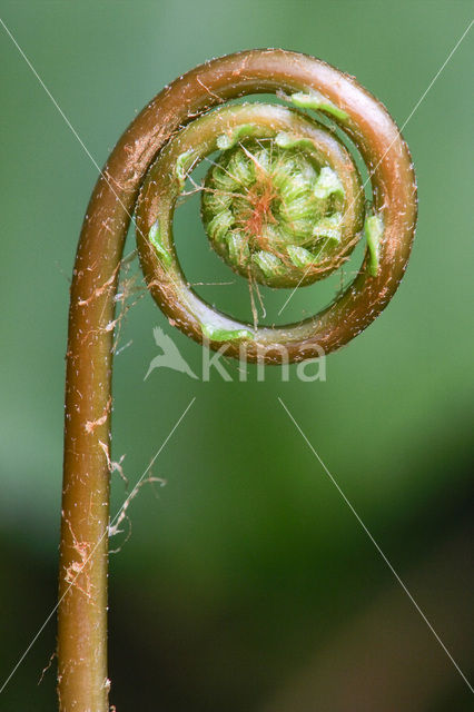 Tongvaren (Asplenium scolopendrium)