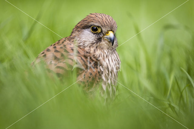 Common Kestrel (Falco tinnunculus)