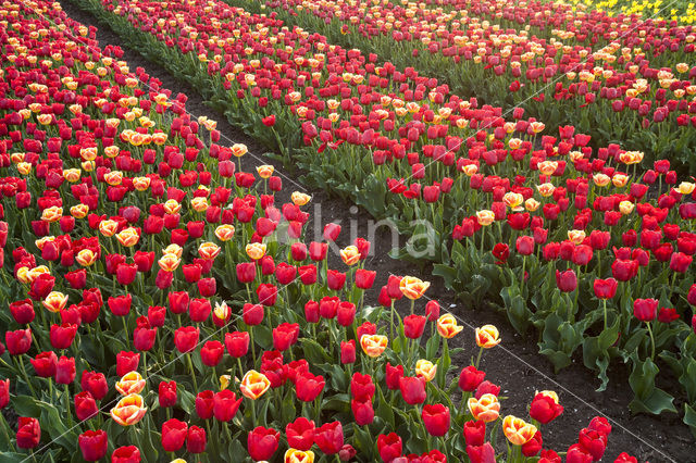 Tulip (Tulipa praestans cv fusilier)