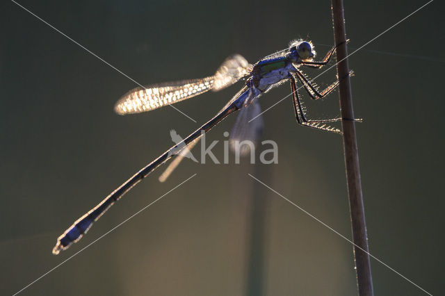 Variable Damselfly (Coenagrion pulchellum)