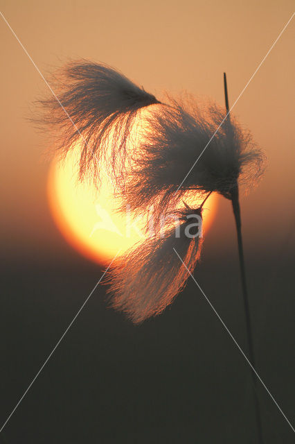 Veenpluis (Eriophorum angustifolium)