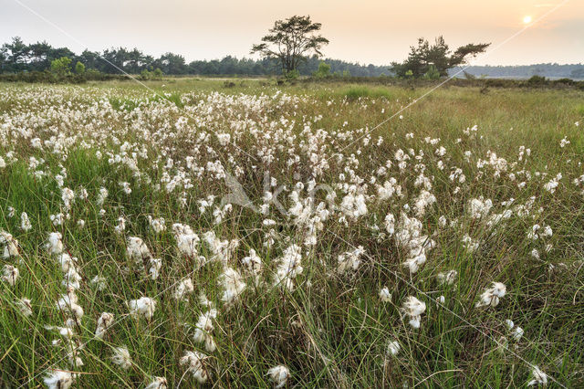 Common Cottongrass (Eriophorum angustifolium)