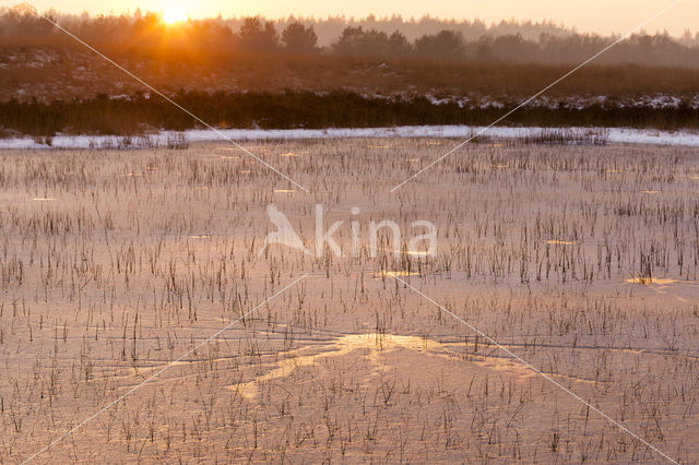 Veluwe