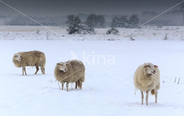 sheep (Ovis domesticus)